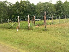 deer in cage